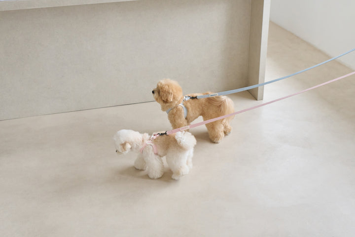 エアリーリード