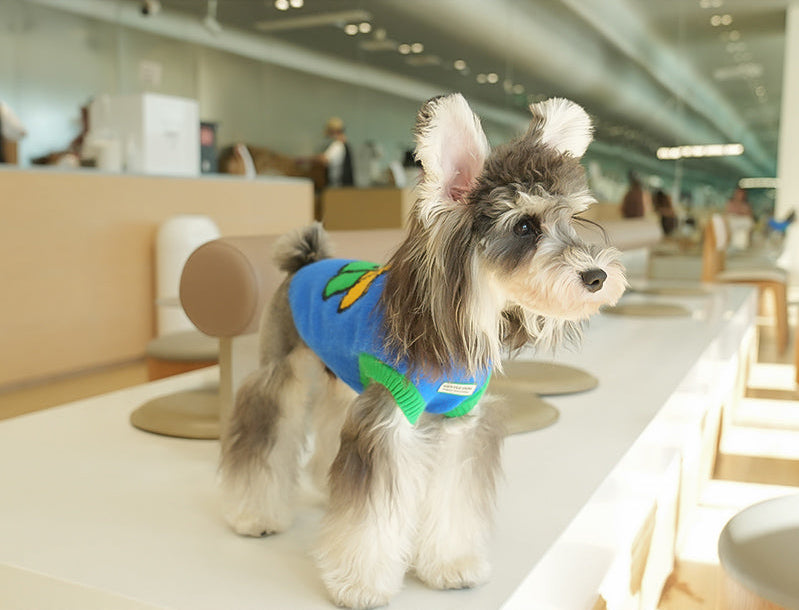 キャップドッグ・カラフルニット