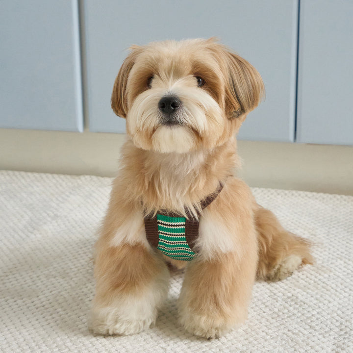 ロリポップ クロップトップ (グリーン)