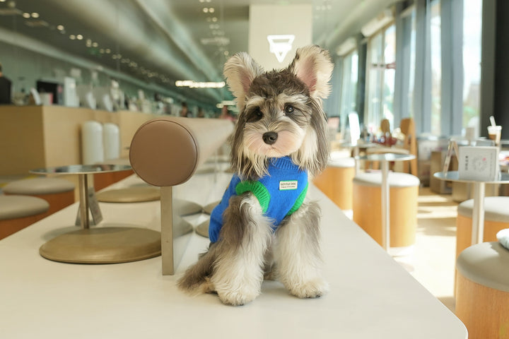 キャップドッグ・カラフルニット