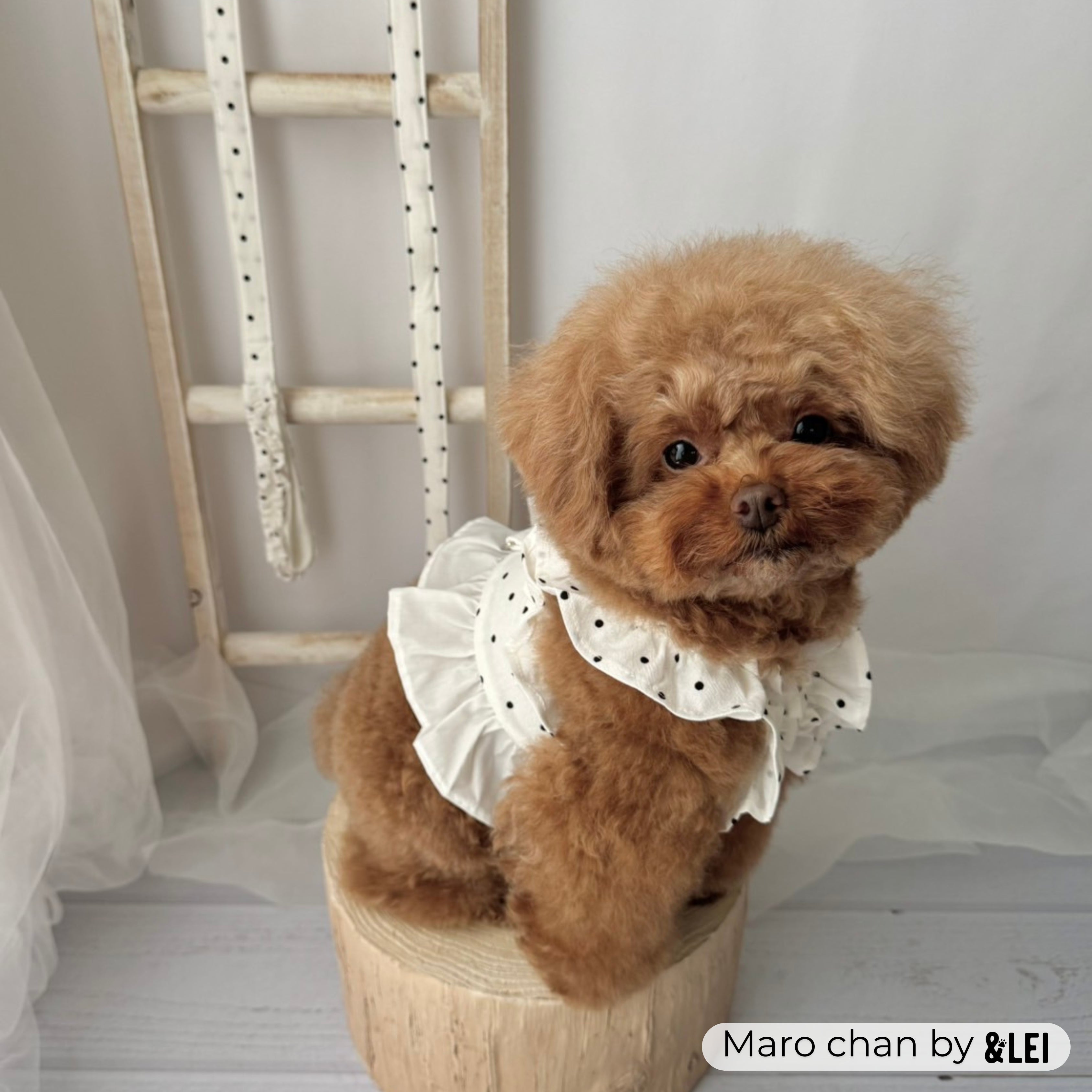 ＆LEI 愛犬ちゃんご紹介】とろろくん